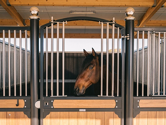 Frontal Windsor en PS Equestrian