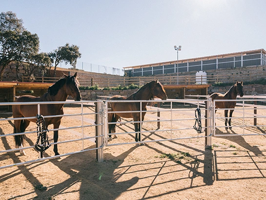 Puertas de campo en PS Equestrian