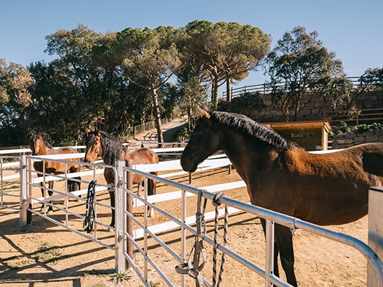 Vallado en zona de paddocks de PS Equestrian