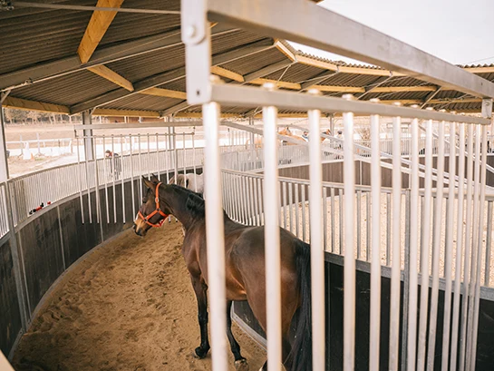 caballo zona encuestre rehabilitada girona noria